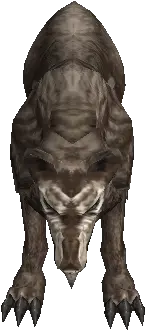 Kasha Wolf